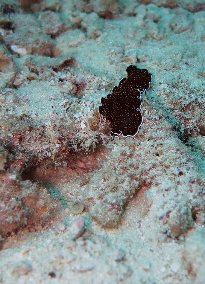 IMG_1099rf_Maldives_Madoogali_Plongee 11_Ver.jpg